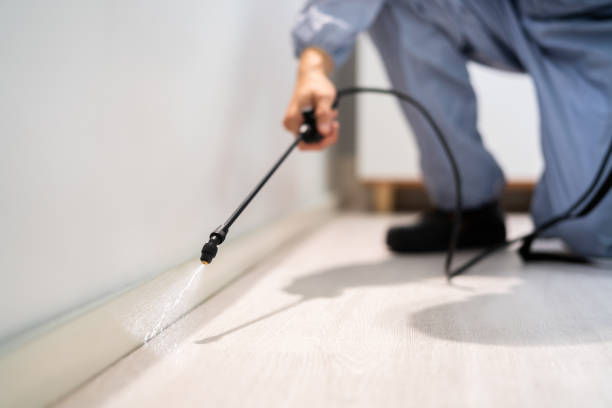 Licensed Wasp Control service in North Grosvenor Dale, CT - Nex Pest Control